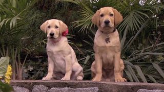 Marley & Me: The Puppy Years still 2