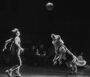 Air Bud still 5