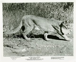 Run, Cougar, Run still 5