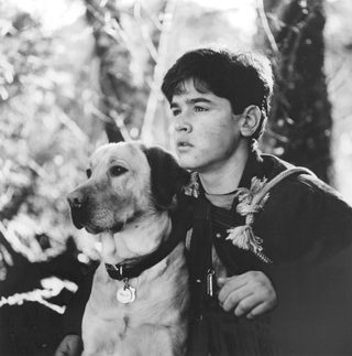 Far from Home: The Adventures of Yellow Dog still 2