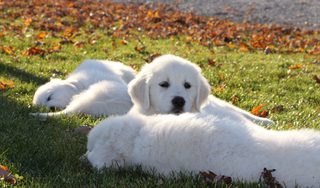Adventures of Bailey: The Lost Puppy still 4