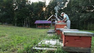Vanishing of the Bees still 6