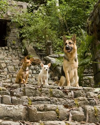 Beverly Hills Chihuahua still 8
