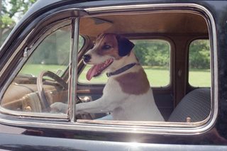 My Dog Skip still 2