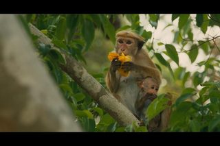 Monkey Kingdom still 2
