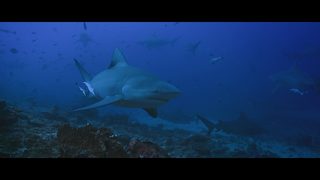 Of Shark And Man still 6