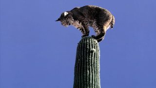 The Living Desert still 5