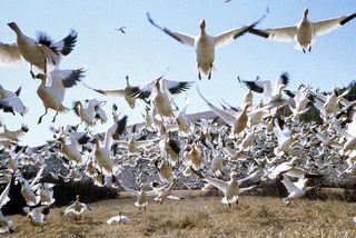 Winged Migration still 1