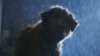 Good Boy still 4