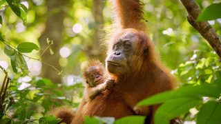 Secret Lives of Orangutans still 1