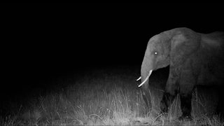 Ghost Elephants still 3