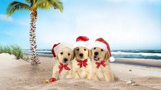 3 Holiday Tails still 1