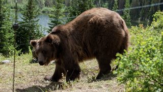 Grizzly Night still 5