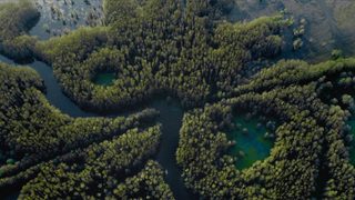 Caddo Lake still 7