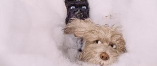 Isle of Dogs still 1