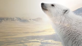 Polar Bear still 1