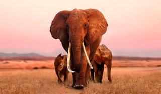 The Elephant Queen still 2