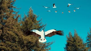 Birdemic 3: Sea Eagle still 1