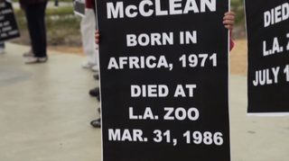 An Apology to Elephants still 5
