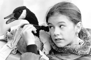 Fly Away Home still 7