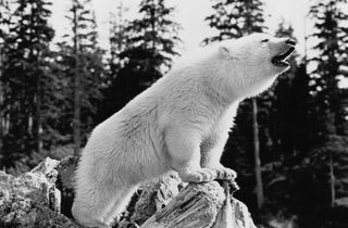 Alaska still 7