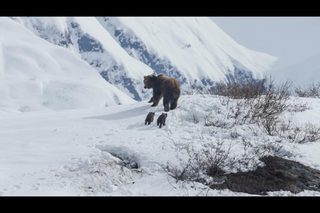 Bears still 1