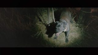 Mutt still 1