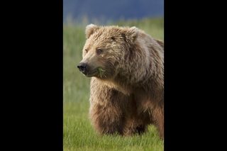 Bears still 8