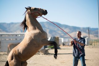 The Mustang still 1
