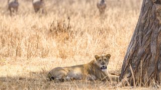 The Last Lions still 2