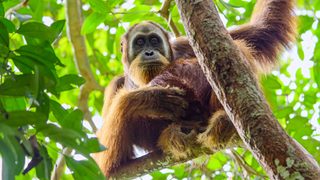 Secret Lives of Orangutans still 2