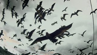 Leviathan still 3