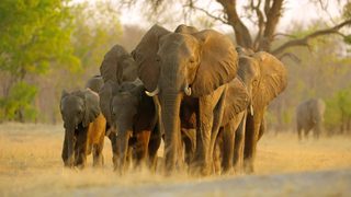 Elephant still 4