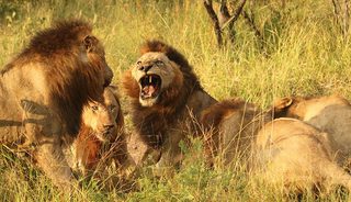 Brothers in Blood: The Lions of Sabi Sand still 3