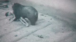 Faces of Death still 4