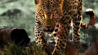 Living with Leopards still 1