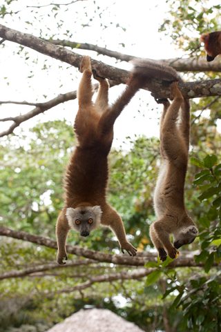 Island of Lemurs: Madagascar still 5