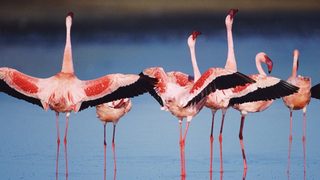 The Crimson Wing: Mystery of the Flamingos still 1