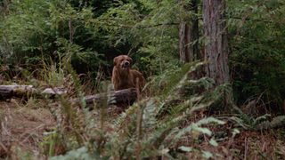 The Pack still 2