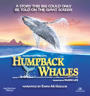 Humpback Whales still 5