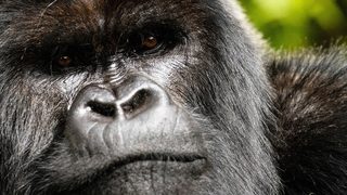 A Gorilla Story: Told by David Attenborough still 2