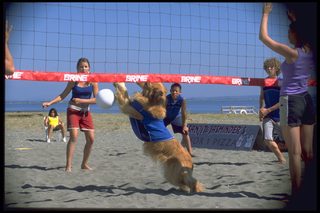 Air Bud: Spikes Back still 8