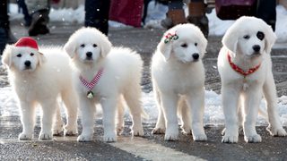 Santa Paws 2: The Santa Pups still 5