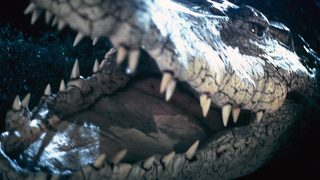 Crocodile still 2