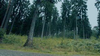 Redwood still 3