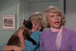 That Darn Cat! still 8