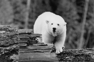 Alaska still 3