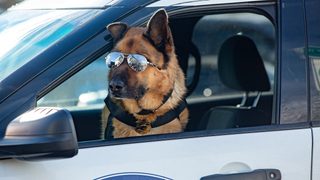 Cats & Dogs 3: Paws Unite still 6