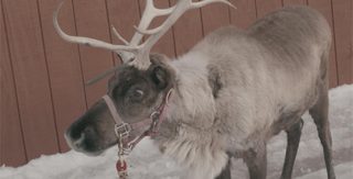 Cupid's Christmas still 3