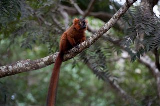 Island of Lemurs: Madagascar still 1